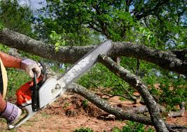 How Our Tree Care Process Works  in Waymart, PA